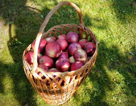 Ripe red apples in the sun light Stock Photos