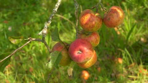 Ripe Red Apples on a Tree Branch in Sunny Orchard Stock Footage 325528416