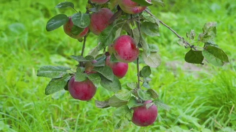 Ripe red apples on tree branch in garden Video stock 332559354