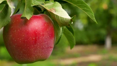 Ripe red apples on a tree branch. Stock Footage 340898629