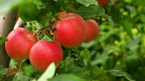 Ripe red apples on a tree branch. Stock Footage 340898666