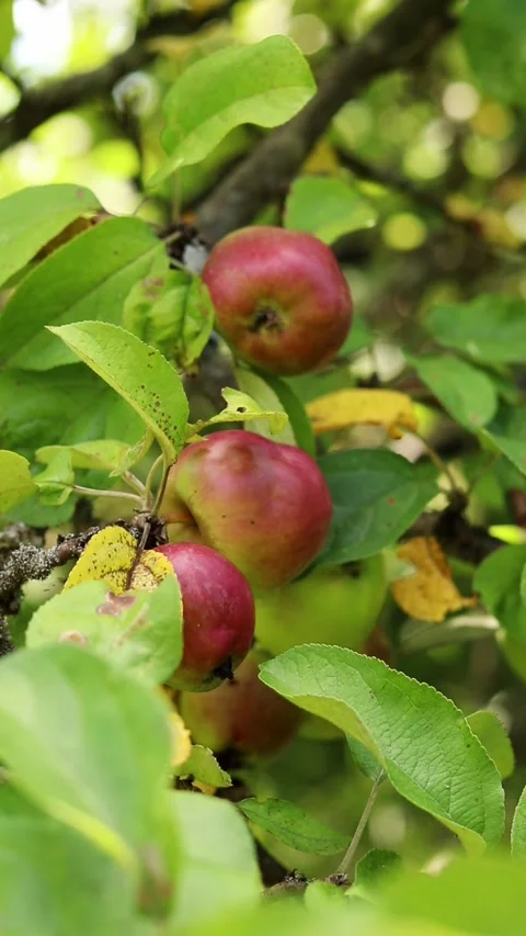Ripe red apples on a tree branch in a sunny garden Stock Footage 344799804