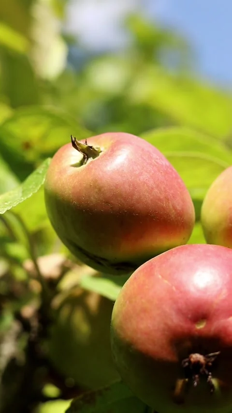 Ripe red apples on a tree branch in a sunny garden Stock Footage 344799853