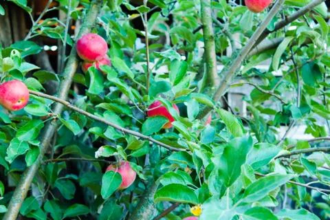Ripe red apples on a tree branch in the garden Stock Photos