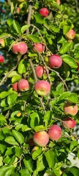 Ripe Red Apples On Tree Branch Stock Photos