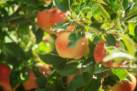 Ripe red apples on tree branches in sunny orchard Stock Photos