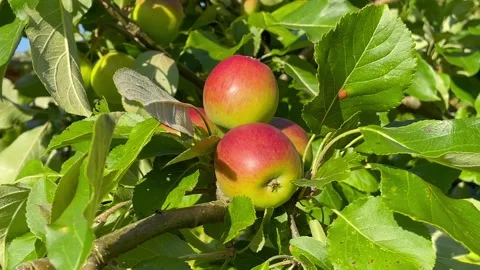 Ripe red apples on tree close up Stock Footage 291715378
