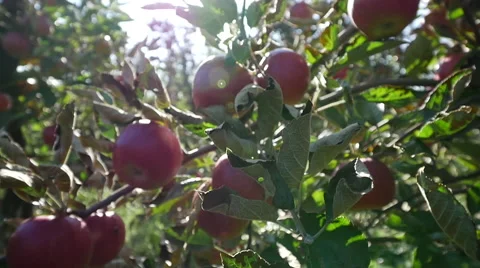 Ripe red apples on the tree Stock Footage 58097986