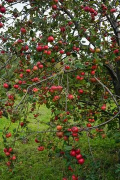 Ripe red apples on a tree . Stock Photos