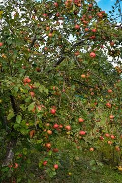 Ripe red apples on a tree . Stock Photos
