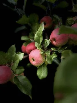 Ripe Red Apples on Tree Stock Photos