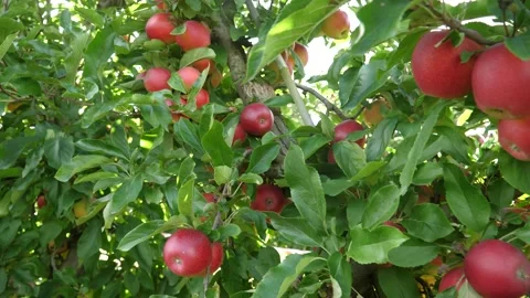 Ripe red apples on trees in apple tree garden in a farm in Poland Stock Footage 162190541