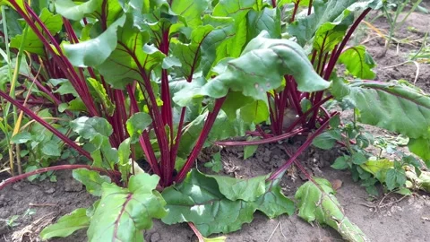 Ripe red beets on the field Stock Footage 202043987