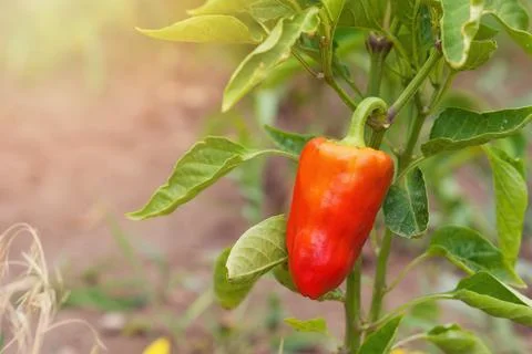 Ripe red bell pepper grows on a green bush in a vegetable garden Stock Photos