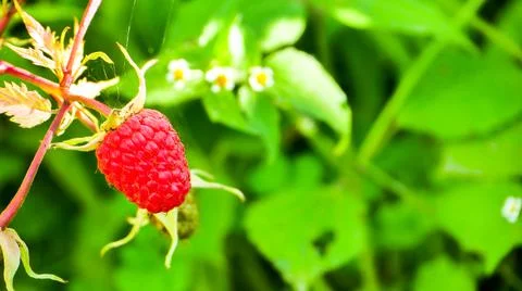 Ripe red berries of the forest raspberry on the branch close-up Stock Photos