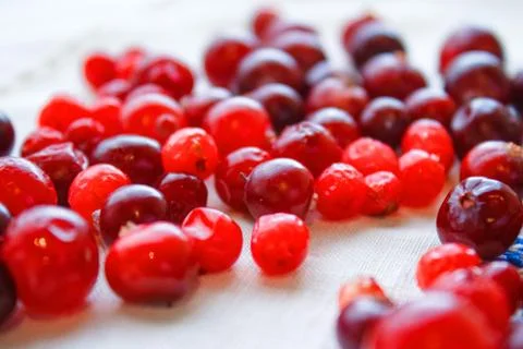 Ripe red berries Stock Photos
