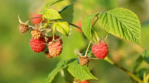 Ripe red berries of raspberry in summer day Stock Footage 36240420