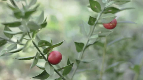 Ripe red berries of ruscus shrub Stock Footage 252562263