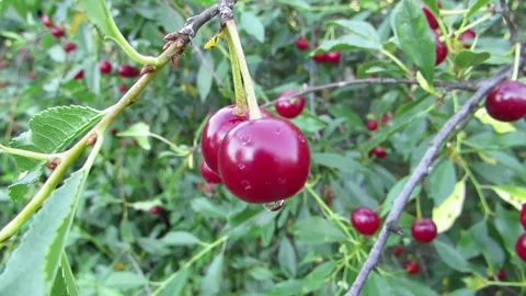 Ripe red cherries after rain Stock Footage 134587310