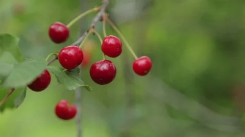 Ripe red cherries and cherries in Kotor. Cherry tree branch in the Park of Mo Stock Footage 110756393
