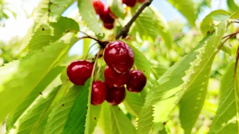 Ripe red cherries on a branch of cherry tree. Stock Footage 311584497
