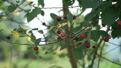 Ripe red cherries on the branches of a tree. Stock Footage 163097287