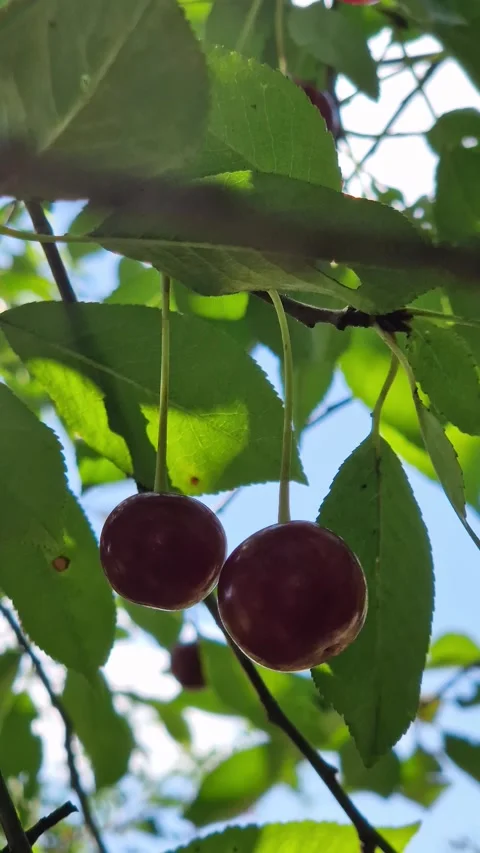 Ripe red cherries close-up hanging on a tree branch Vídeos de archivo 343410882