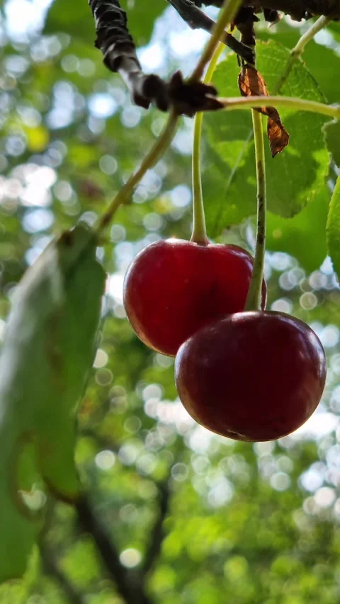 Ripe red cherries close-up hanging on a tree branch Video stock 343410910
