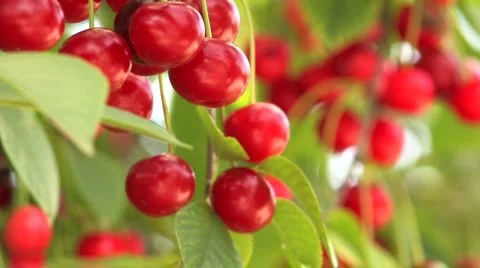  Ripe Red Cherries Stock-Footage 959094