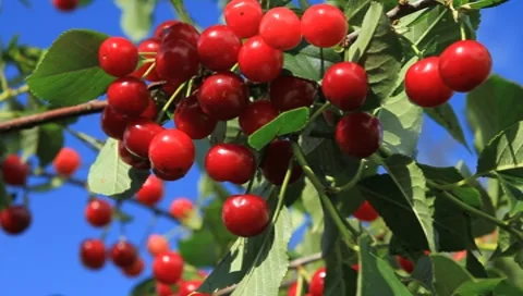 Ripe Red Cherries Stock Footage 7565164
