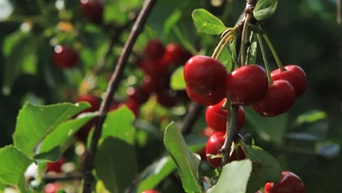 Ripe Red Cherries Stock Footage 7568440