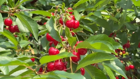 Ripe Red Cherries Stock Footage 313867513