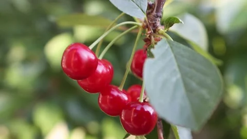 Ripe, red cherries on a fruit tree close-up. The open air harvest Stock Footage 155816774