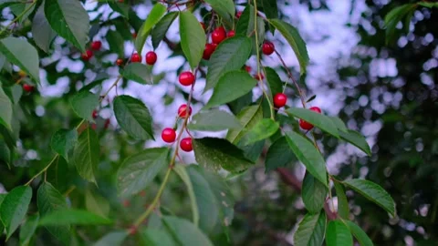 Ripe Red Cherries Growing on Cherry Tree in Summer Garden Video stock 344284713