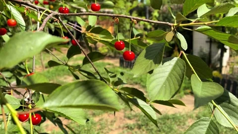 Ripe Red Cherries Growing On Leafy Tree Branch 스톡 동영상 339568145