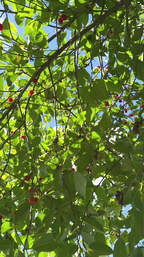 Ripe red cherries growing on tree branches under blue sky in summer. The video r Stock Footage 338995723