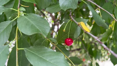 Ripe red cherries growing on a tree branch with green leaves Vidéo 339970292