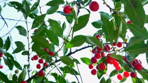 Ripe red cherries hanging on a branch of a cherry tree Stock Footage 208939632