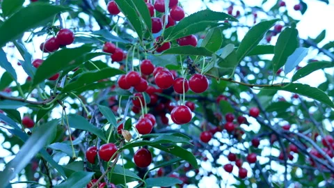 Ripe red cherries hanging on a branch of a cherry tree Stock Footage 208939918