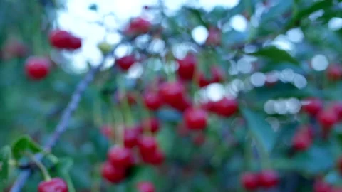 Ripe red cherries hanging on a branch of a cherry tree Stock Footage 208940960