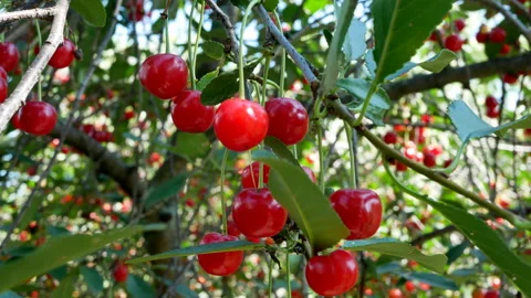 Ripe red cherries hanging on a branch of a cherry tree Stock Footage 208948935