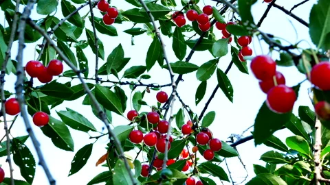 Ripe red cherries hanging on a branch of a cherry tree Stock Footage 208949160