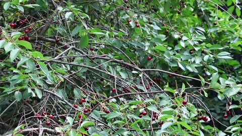 Ripe red cherries hanging from branches amidst lush green leaves Stock Footage 340447433