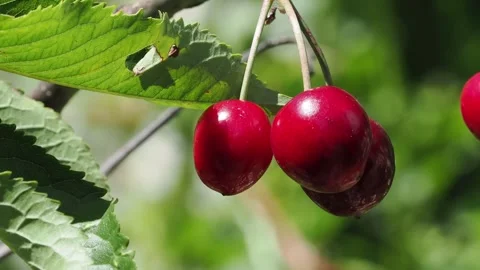 Ripe red cherries hanging from a cherry tree branch in summer sunshine, with Stock Footage 337743128