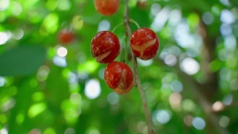 Ripe red cherries hanging on tree branch close-up in summer orchard 스톡 동영상 339761217