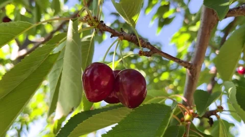 Ripe red cherries hanging on a tree branch swaying in the wind in an orchard Stock Footage 345492216