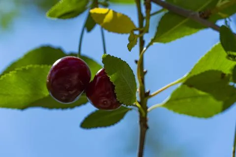 Ripe Red Cherries Hanging on a Tree Branch in Summer Garden Stock Photos