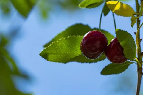 Ripe Red Cherries Hanging on a Tree Branch in Summer Garden Stock Photos
