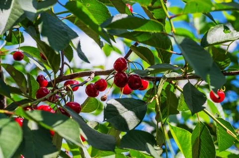 Ripe Red Cherries Hanging on Tree Branch in Summer Sunlight 库存照片