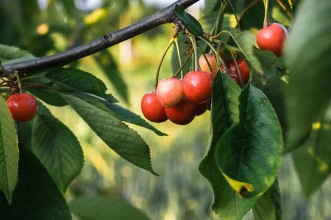Ripe Red Cherries Hanging on Tree Branch in Sunlight Fotos Stock